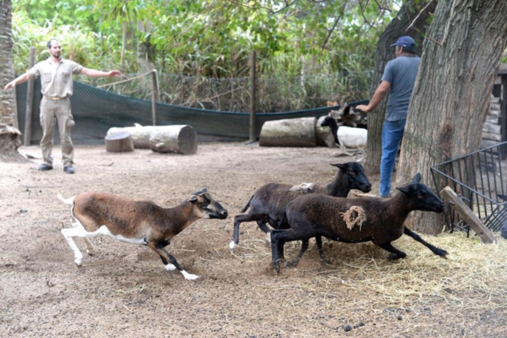 El Zoo cambia el perfil con el traslado de animales exóticos