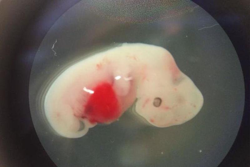 Crean por primera vez embriones humano-oveja para cultivar órganos humanos