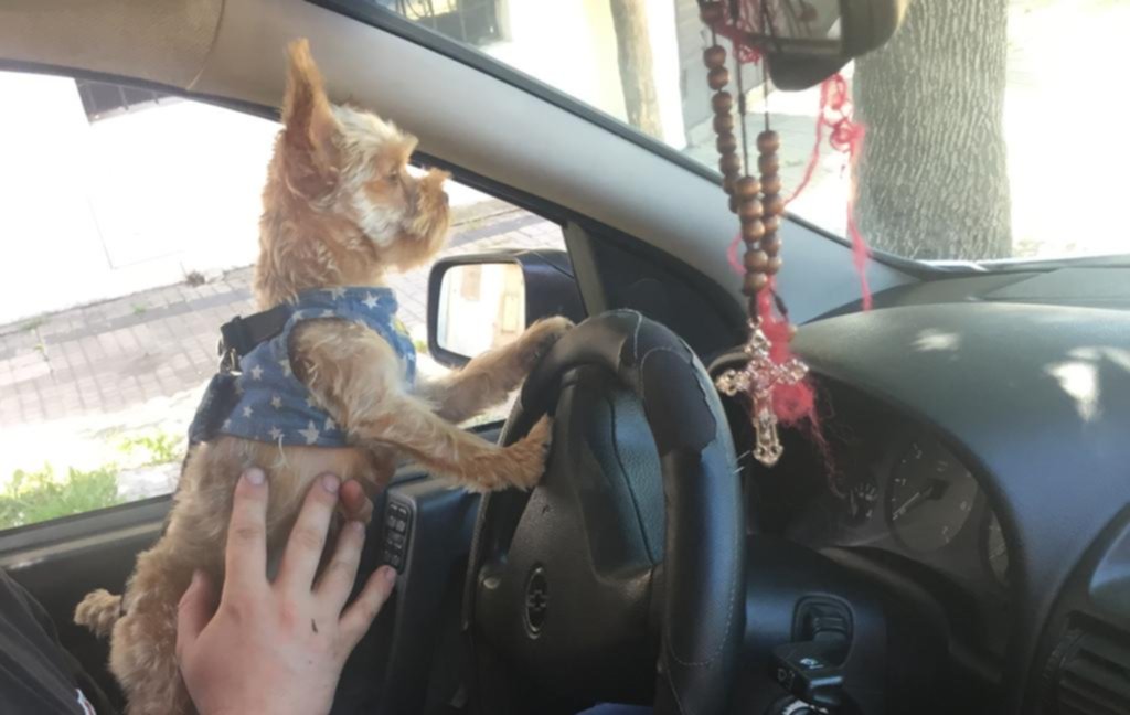 Rincón animal