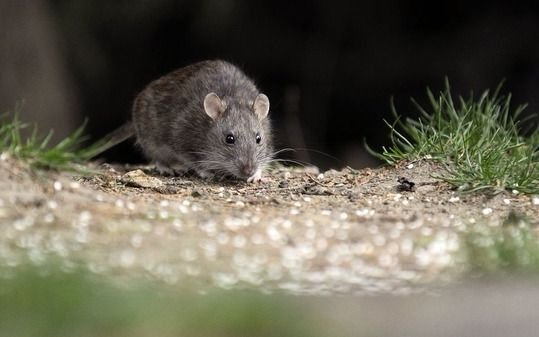 Detectan hantavirus en una mascota en Romero y hay preocupación en la zona