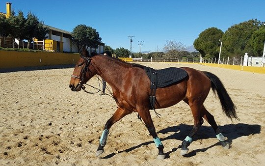 Recuperaron el caballo robado que usa como terapia un joven con síndrome de Down