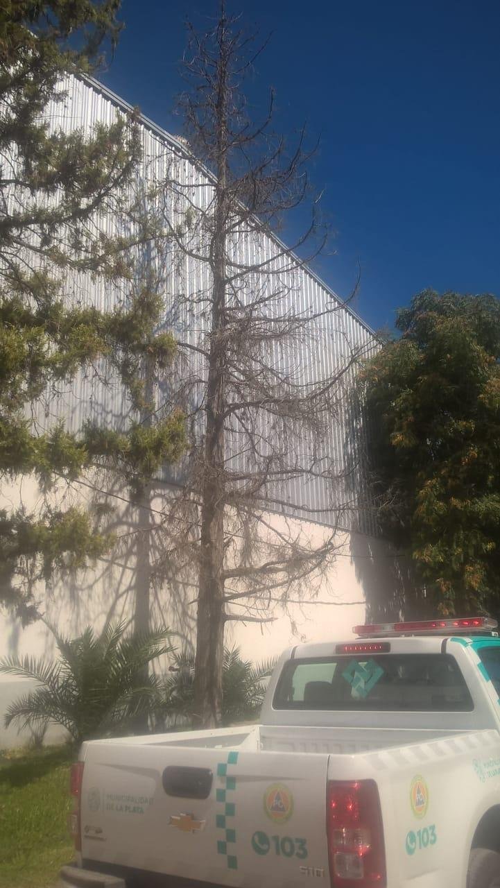 Peligro por un pino seco en 508 bis entre 27 y 28