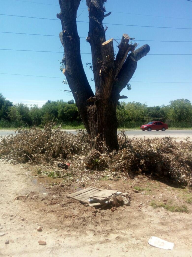 Quejas por un árbol de ruta 11 entre 99 y 600