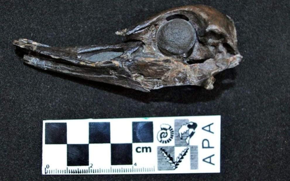 Un descubrimiento argentino en la Antártida aporta a la teoría de la evolución de las aves