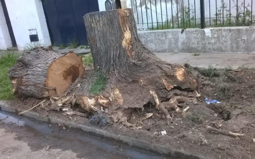 Reclaman remoción de un tronco en 121, 76 y 77