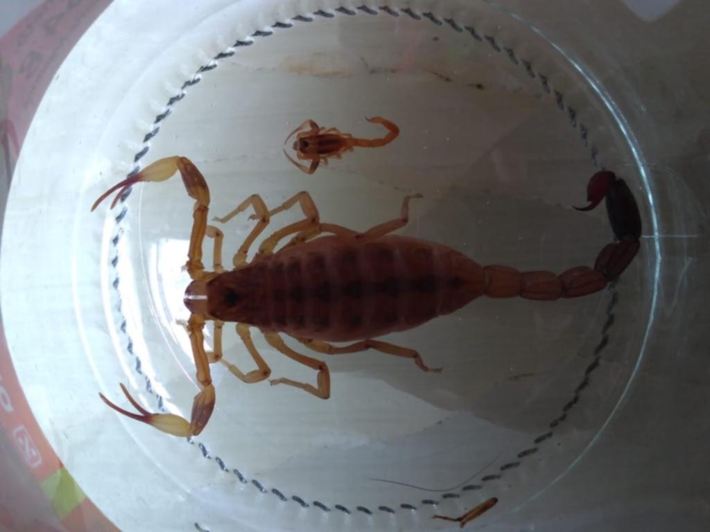 Temor por la aparición de dos alacranes en San Carlos
