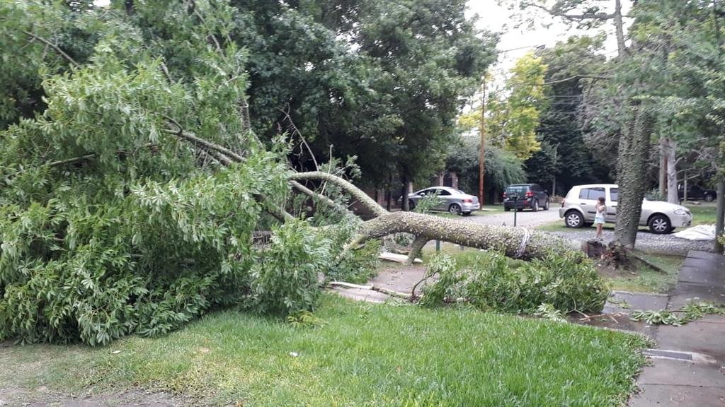 El árbol que pudo desatar un drama