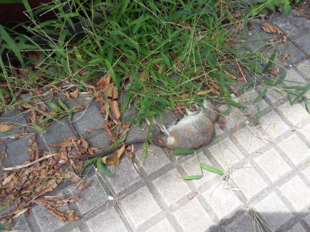 Pastizales y ratas en la zona de 35 y 7