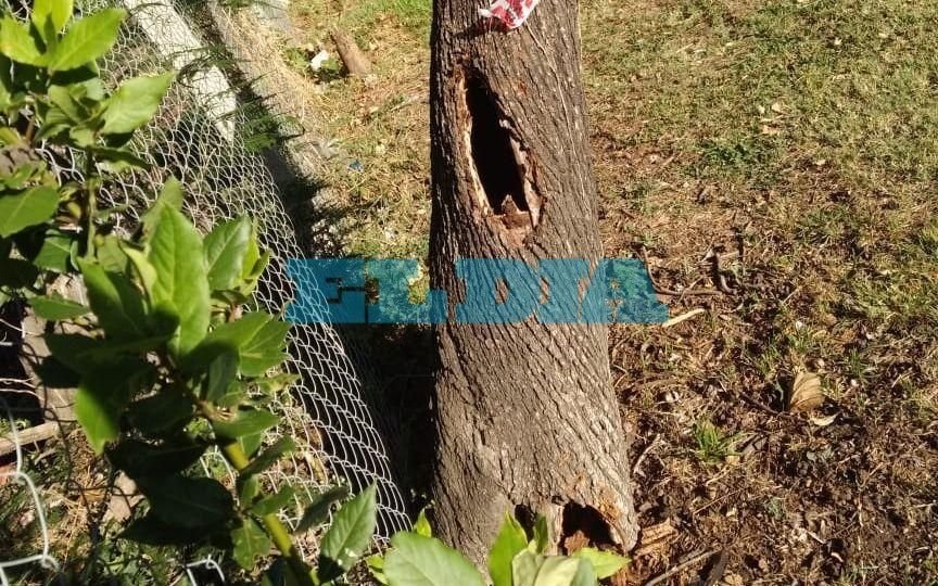 Un árbol a punto de caer y una luminaria que no funciona, la doble queja en 144 y 44