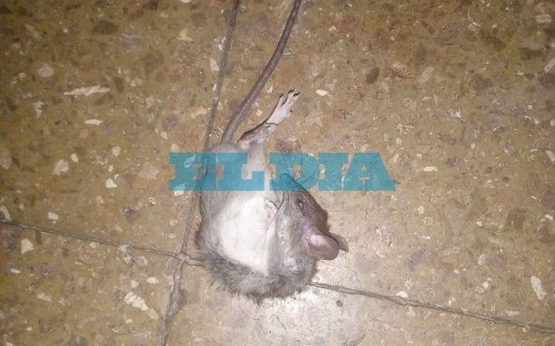 Vecinos de Villa Catella denuncian la aparición de ratas por una casa abandonada
