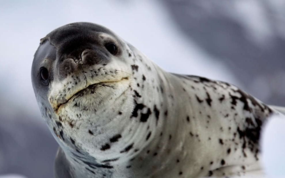 La historia increíble detrás de la dueña de la memoria de USB hallada en caca de una foca