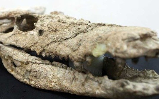 Presentan el fósil de un cocodrilo que vivió hace 70 millones de años en la  Patagonia