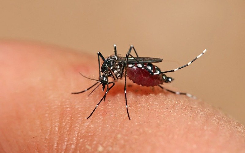 Científicos platenses buscan crear insecticidas contra el dengue y el zika