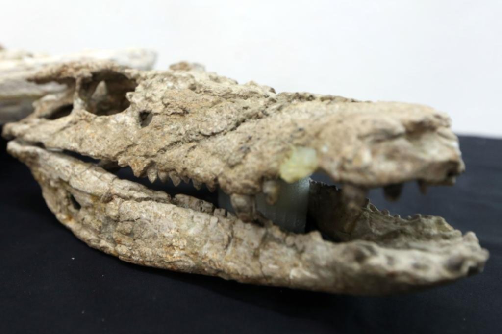 Llegó “Barrosasuchus”, el cocodrilo argentino de 70 millones de años