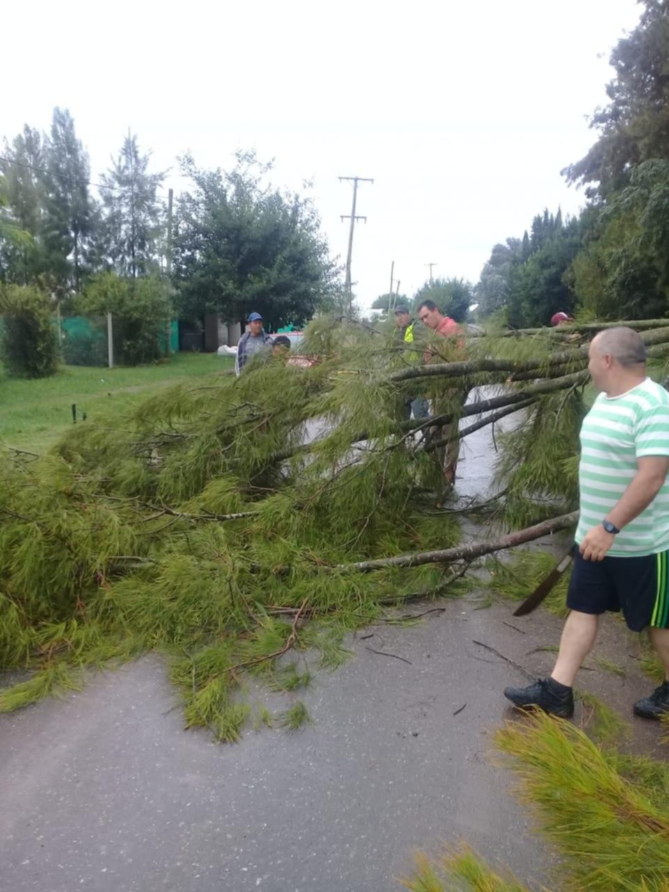 Susto con la tormenta: un árbol se vino a pique en El Peligro y quedó atravesado en la calzada