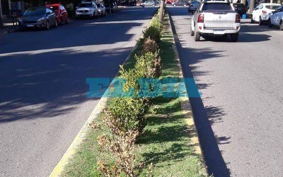 Aseguran que no cuidan los arbustos que plantaron en la rambla de 44 y 26