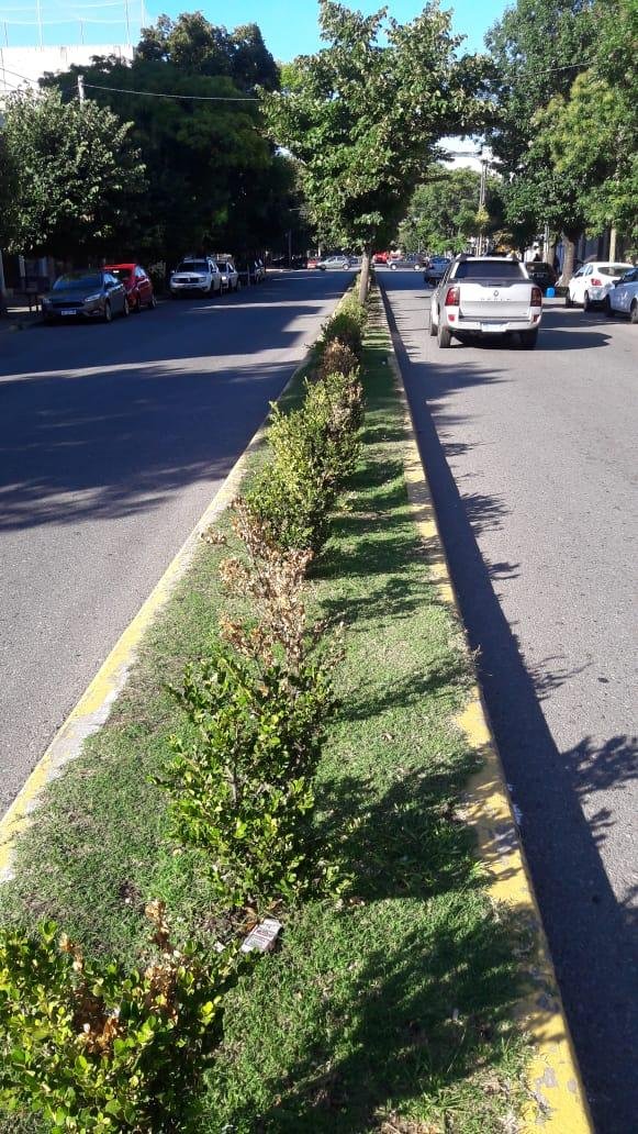 Arbustos que “plantaron tarde” y encima no riegan