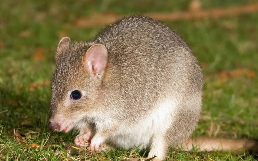 Un roedor australiano es el primer mamífero extinto por el cambio climático