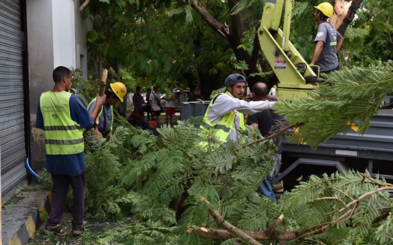 Registran la caída de más de 500 árboles y ramas en la Ciudad