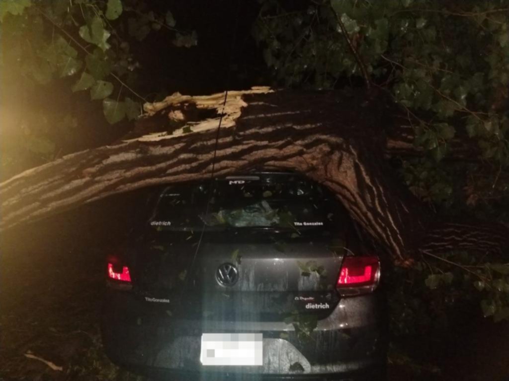 El auto de una concejal platense, aplastado por un árbol