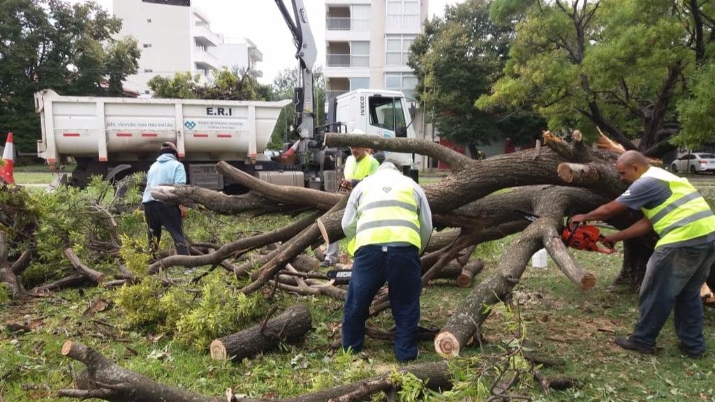 Ya levantaron 1.500 toneladas de troncos y ramas pero la recuperación llevará tiempo