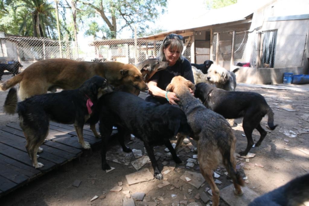 La historia de la mujer que “sacrificó” hasta su casa para proteger a 600 perros