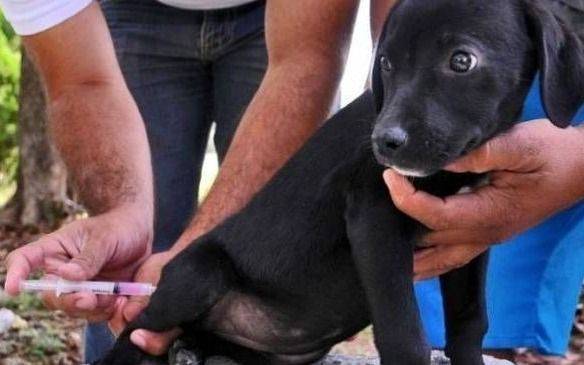 Nuevas jornadas de vacunación antirrábica y castración de mascotas 