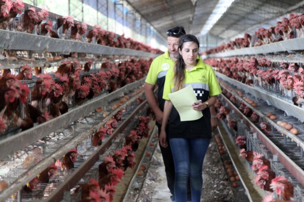 Tras los reclamos por las moscas, salen a controlar las granjas avícolas