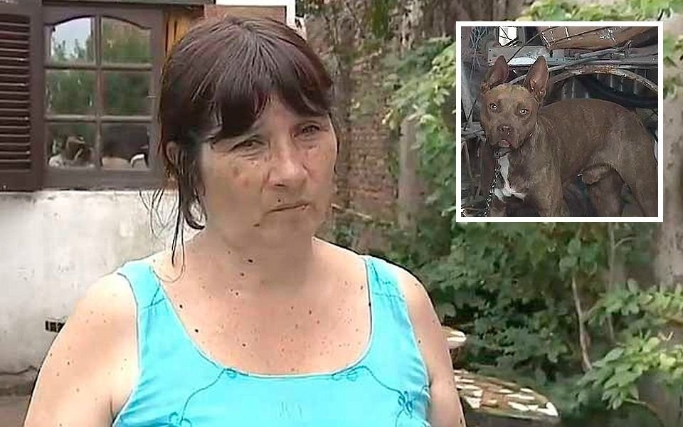 Habló la dueña del pitbull que atacó a una nena de 2 años: "Pido perdón"