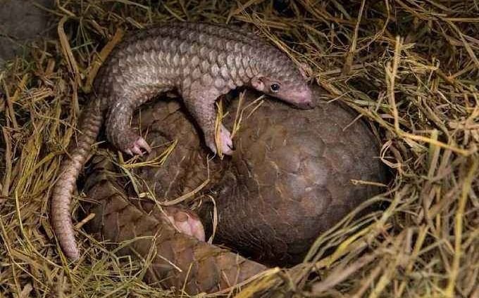 Mamífero y con escamas: cómo es el pangolín considerado clave en la transmisión del coronavirus