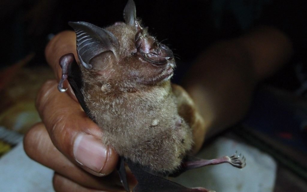 Análisis genéticos apuntan al murciélago como origen del coronavirus