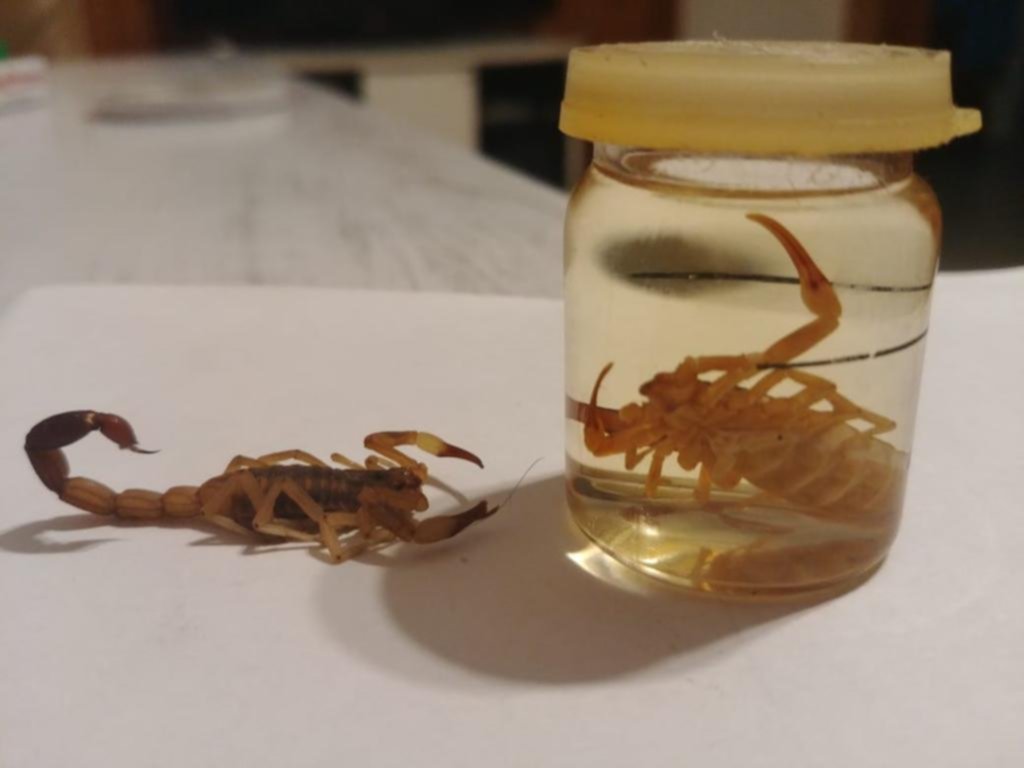 Alacranes meten miedo en distintos barrios y aconsejan tomar recaudos