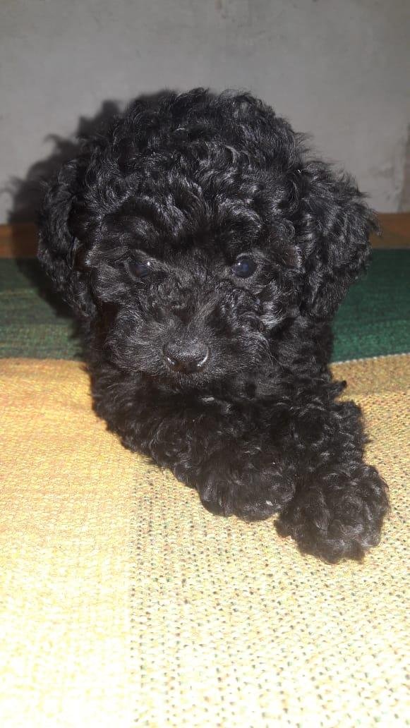 Por segunda vez en un año le robaron su perro caniche