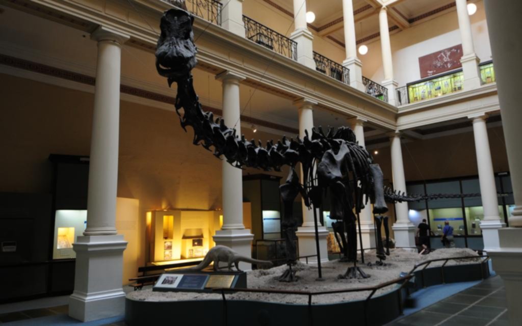 Dinosaurio para armar: la verdadera historia de la gran estrella del Museo