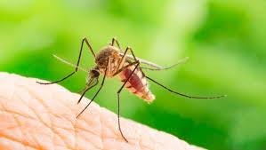 Una nueva investigación descubre cómo los mosquitos nos encuentran para picarnos