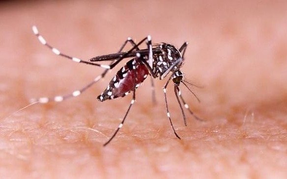 Los ministros de Salud del Mercosur analizarán el avance del dengue, sarampión y coronavirus