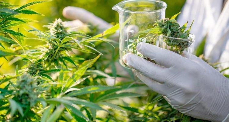 Abren un servicio para controlar la calidad del cannabis medicinal