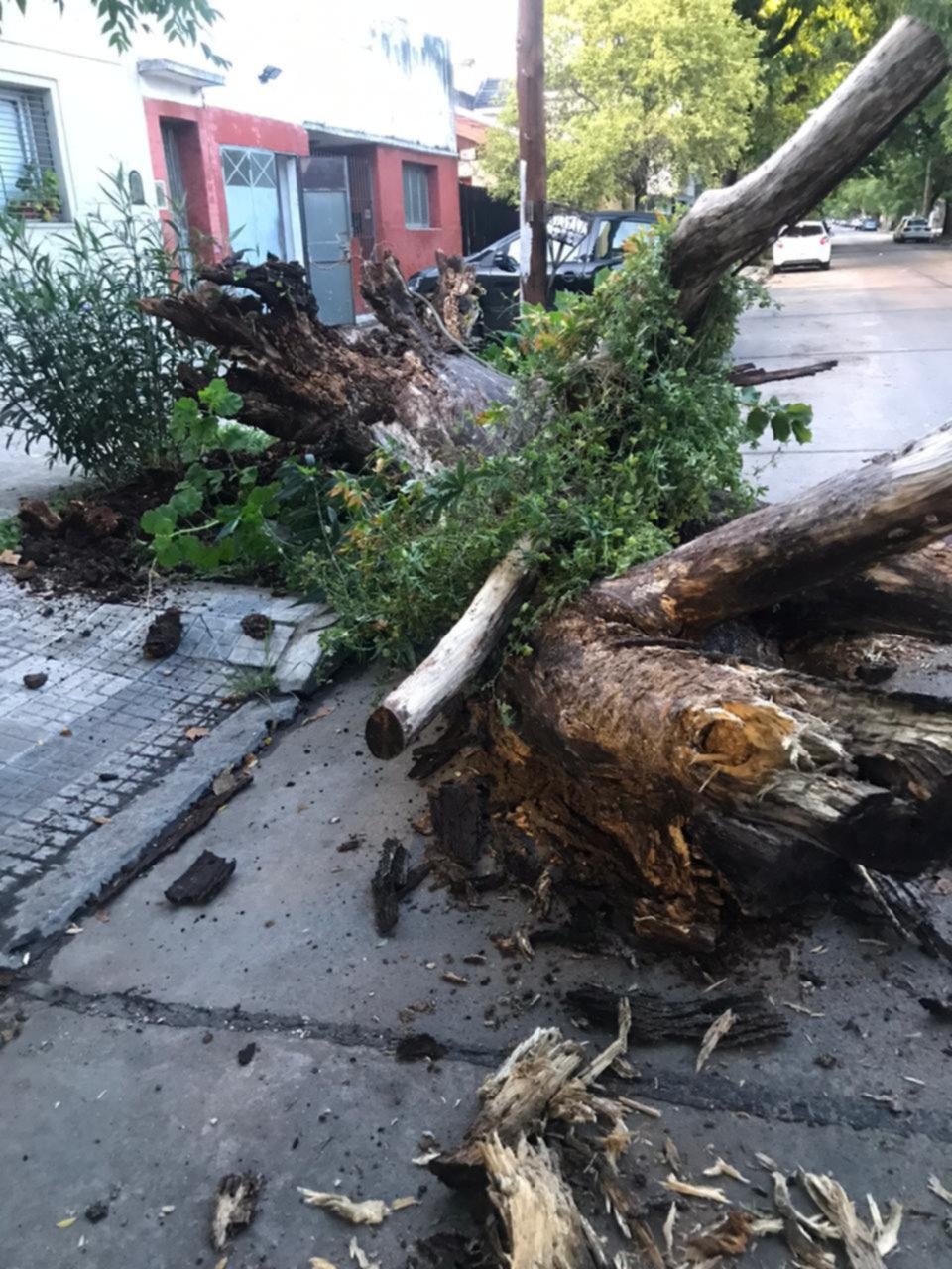 Dos grandes árboles fueron derribados por el viento y uno cayó sobre un auto