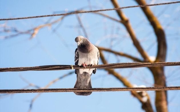Incertidumbre en el Normal 1 por las obras contra la invasión de palomas