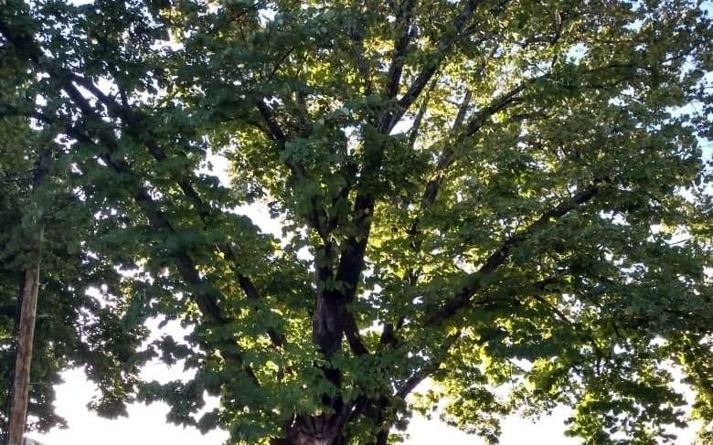Un árbol que tiene a maltraer a vecinos del barrio La Loma