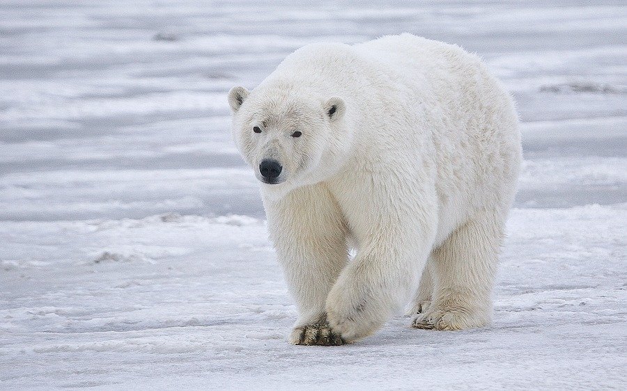 Científicos advierten que aumenta el canibalismo entre los osos polares