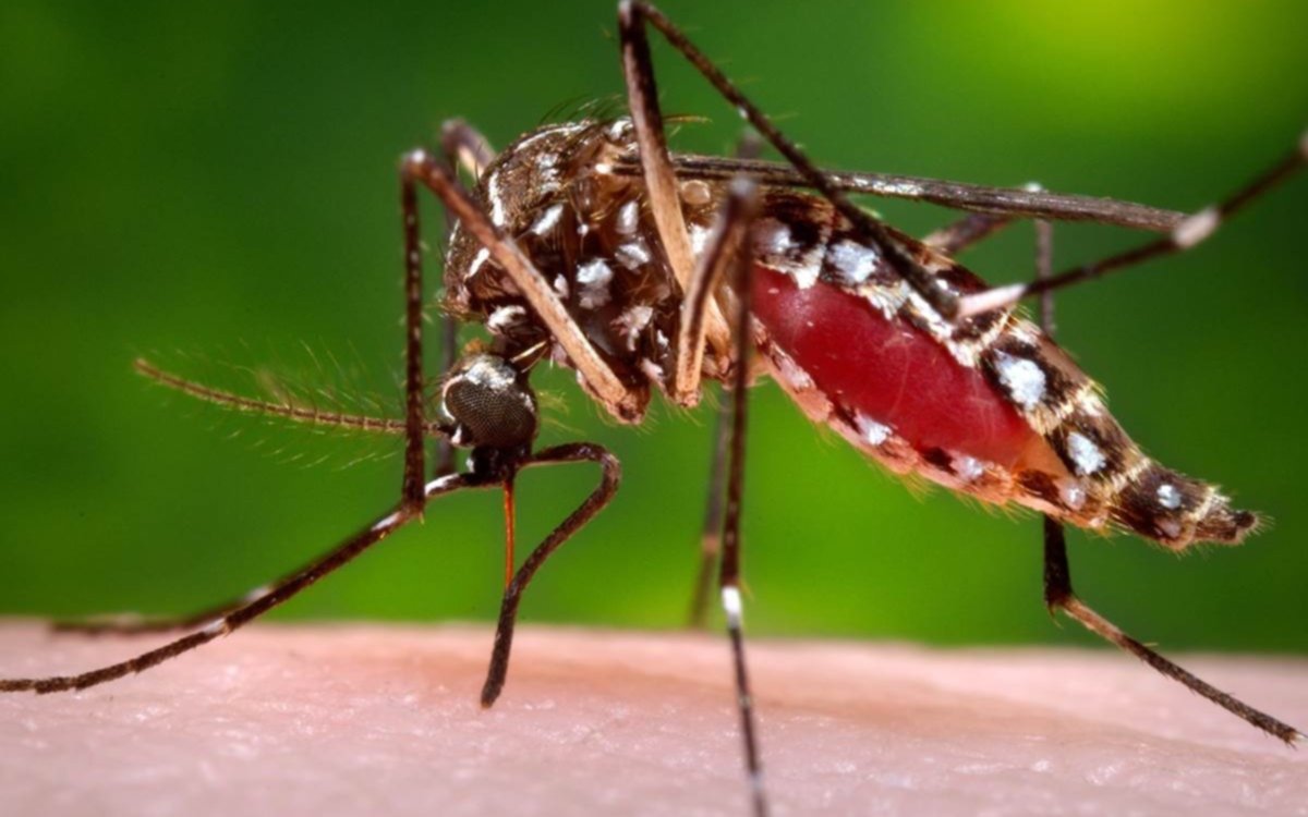 Confirman dos nuevos casos de dengue  en La Plata y ya son 15 los infectados