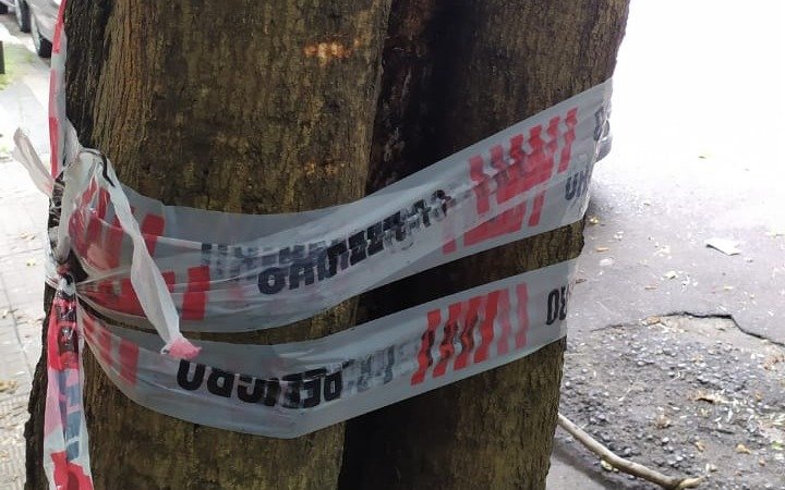 En 3 entre 50 y 51 temen por un árbol a punto de caerse