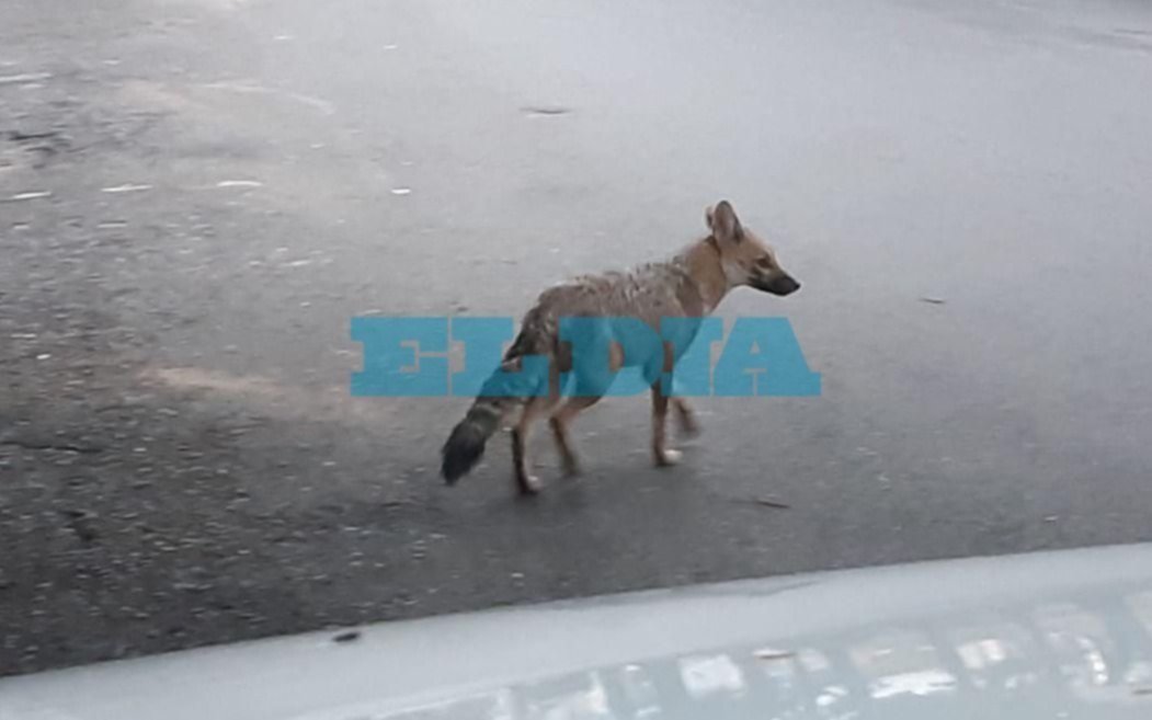 Misteriosa aparición de un zorro gris en pleno centro de La Plata