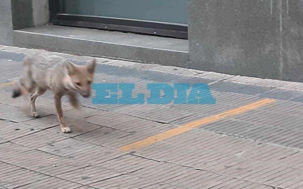 Rescataron al zorro pampeano que deambulaba por el centro de la ciudad: lo trasladaron a ECAS