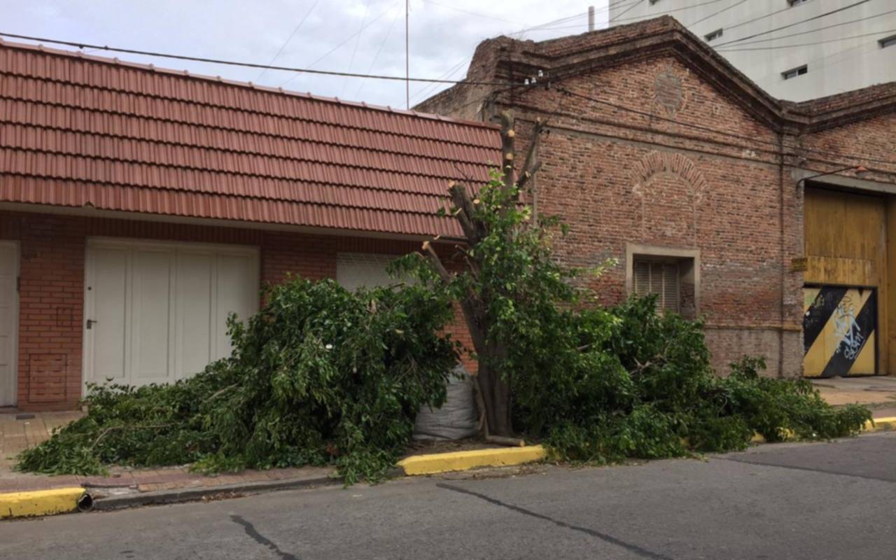 Denuncian que mutilaron un ficus en "fuera de época"; la explicación de la Comuna