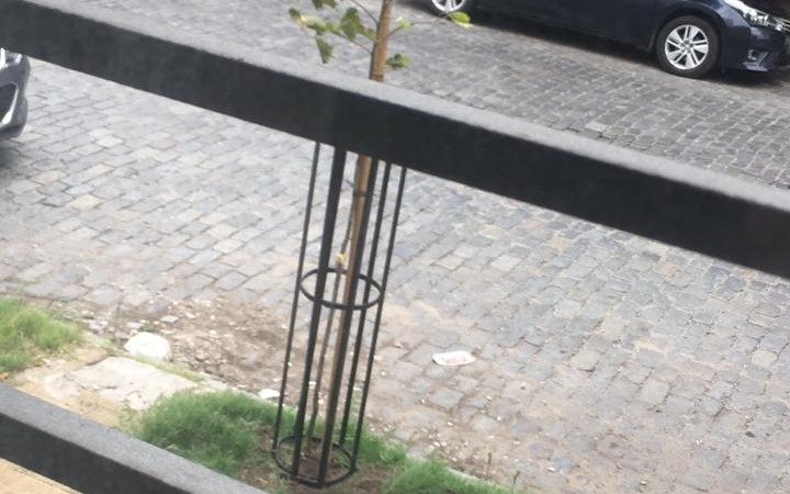 La Municipalidad repuso el árbol robado por un repartidor en pleno centro de La Plata