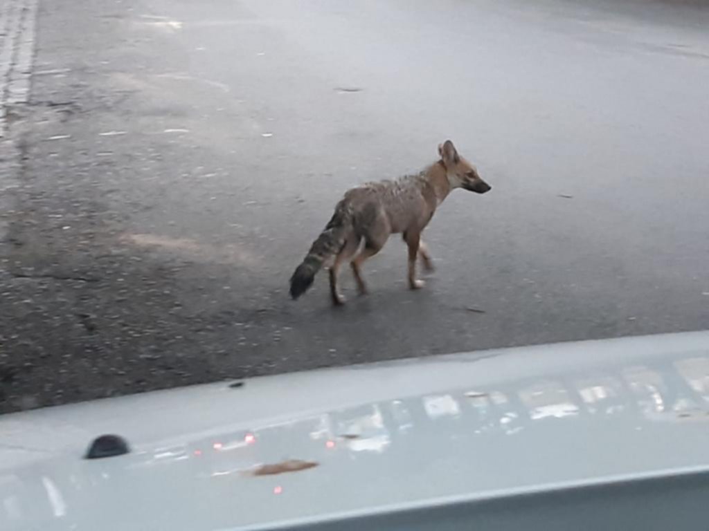 Rescatan a un zorro pampeano que deambulaba por el Centro