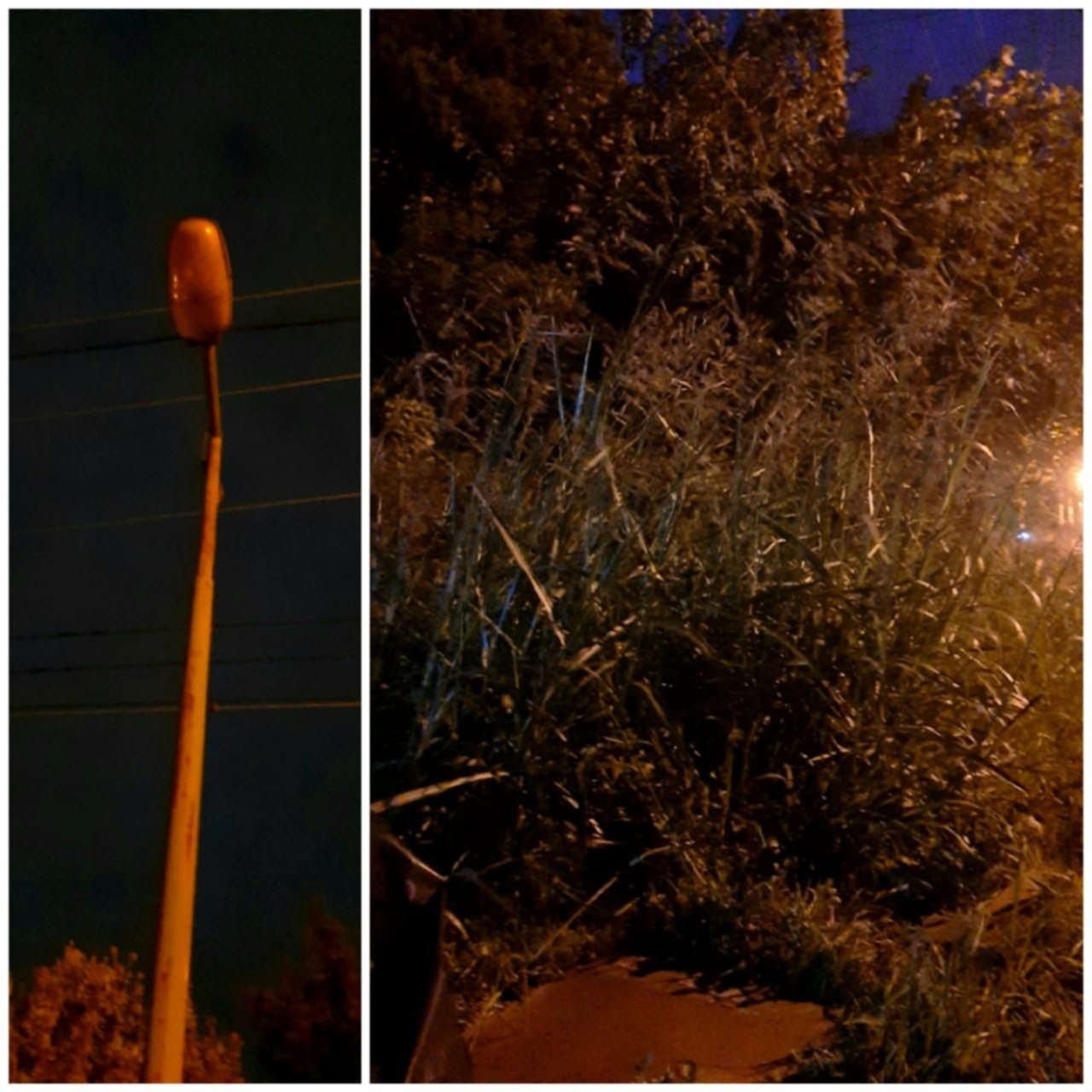Luminaria rota y enorme pastizal, el combo  de una "boca de lobo" en Abasto