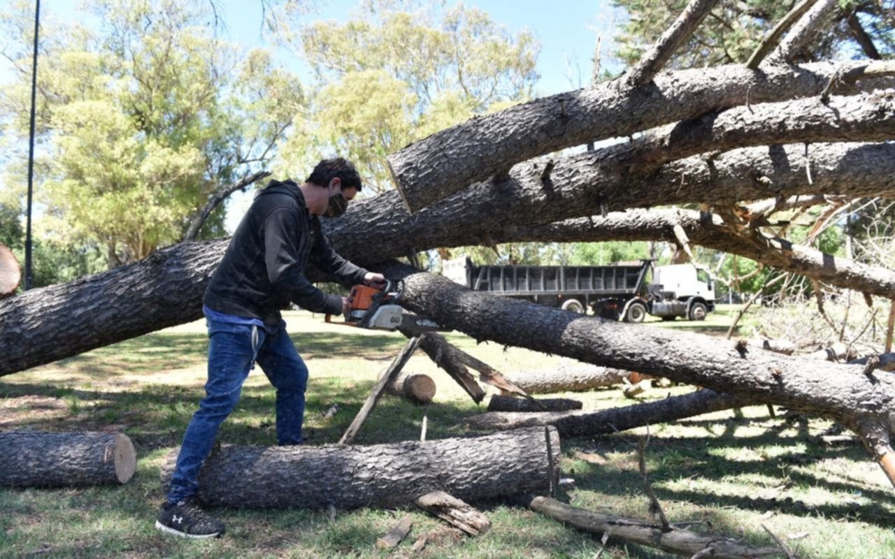 Cayó un pino de gran porte en el Parque San Martín